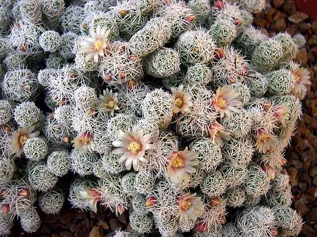 Mammillaria_vetula_ssp_gracilis